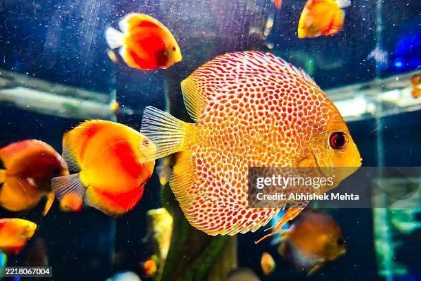 orange fish in acquarium - pond stock pictures, royalty-free photos & images