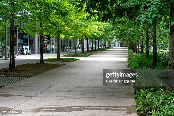 shaded tree-lined walkway in modern urban campus - voie urbaine photos et images de collection