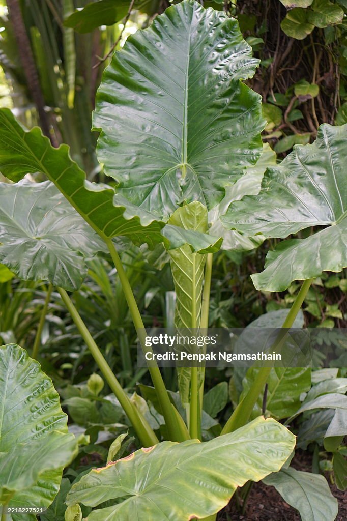 Elephant ear Alocasia macrorrhizos