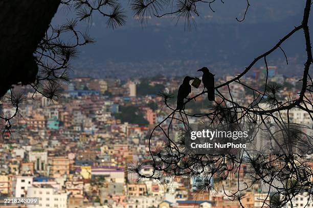 Crows feed on leftover packaged items using plastics at a picnic spot on the outskirts of Kathmandu, Nepal, on June 6, 2025.