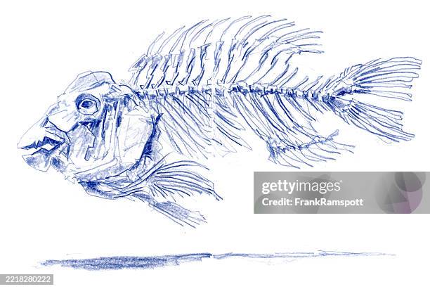 blue barred parrotfish fishbone drawing - fish skeleton stock illustrations