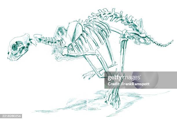 cheetah cat mammal skeleton drawing - cheetah running stock illustrations