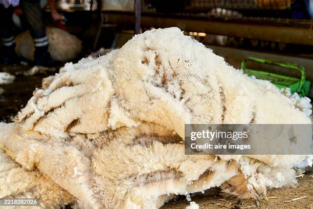 freshly sheared sheep wool waiting to be processed in the barn - wool stock pictures, royalty-free photos & images