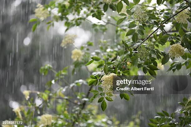 blooming sambucus in the rain - lluvia fotografías e imágenes de stock