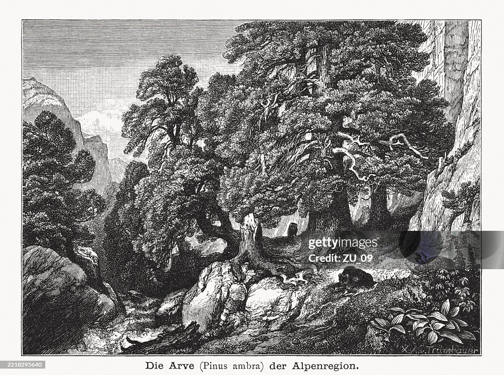 Swiss pine (Pinus cembra), wood engraving, published in 1876