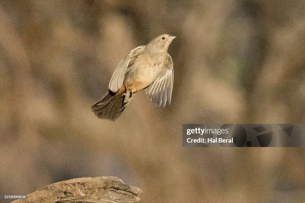 Canyon Towhee taking off