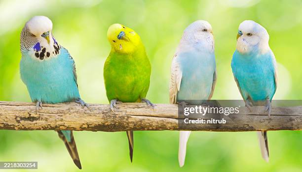 Colorful budgerigars perching on branch of tree on green background