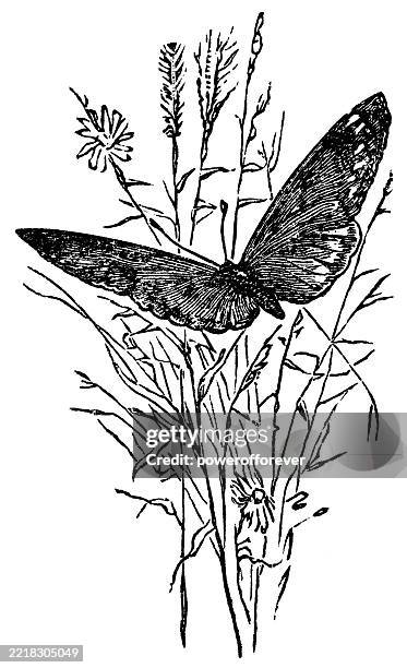 butterfly insect in tall grass - 19th century - tall grass stock illustrations