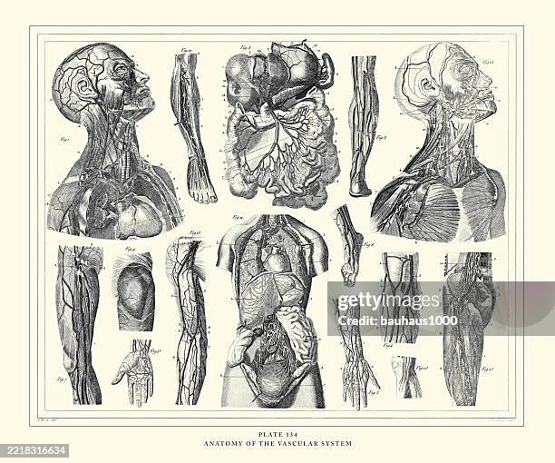 ilustraciones, imágenes clip art, dibujos animados e iconos de stock de anatomía del sistema vascular grabado ilustración antigua, publicado 1851 - ilustración biomédica