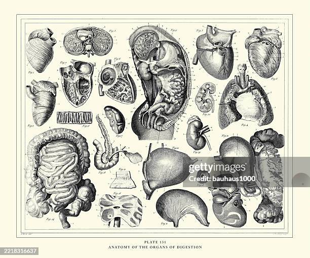 anatomie der organe der verdauung gravur antike illustration, veröffentlicht 1851 - körperteil stock-grafiken, -clipart, -cartoons und -symbole