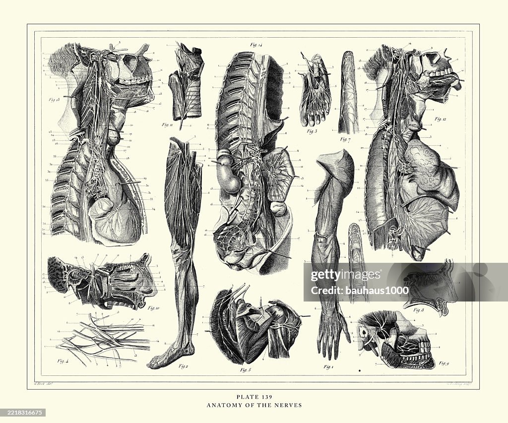 Anatomy of the Nerves Engraving Antique Illustration, Published 1851