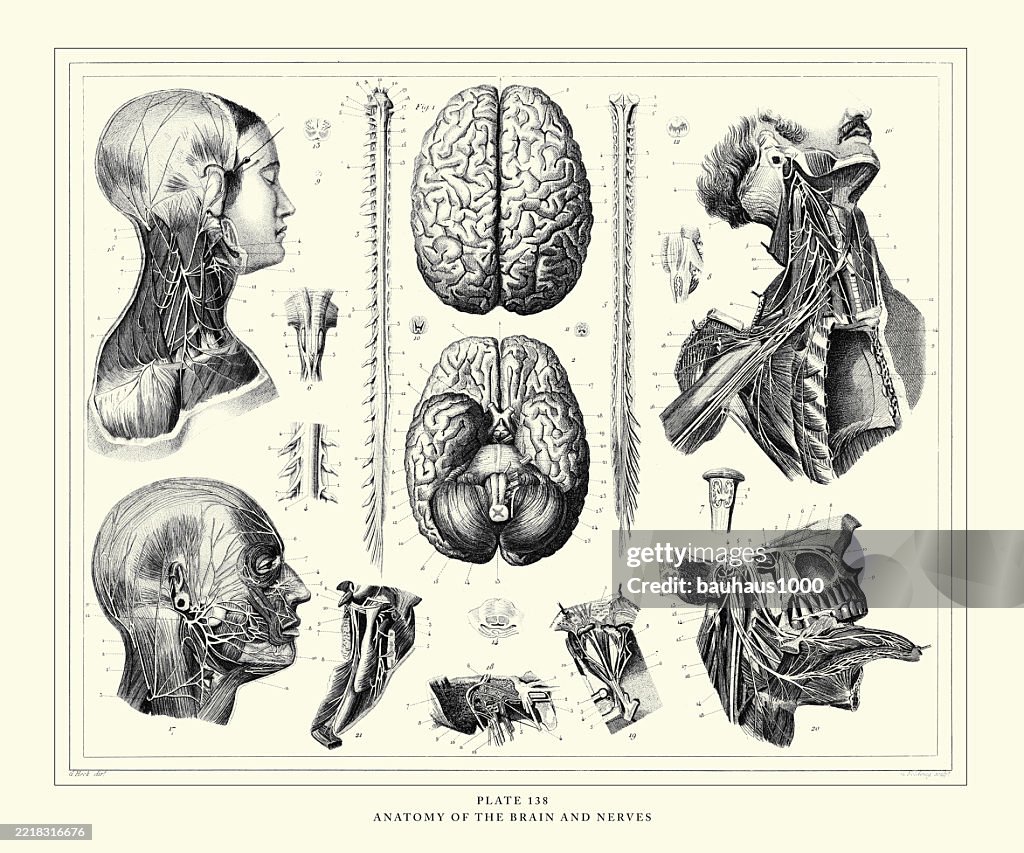 Anatomy of the Brain and Nerves Engraving Antique Illustration, Published 1851