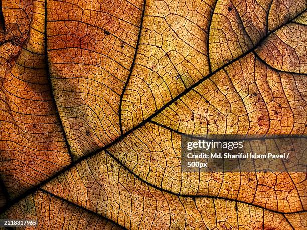 macro closeup shot of an almost dried leaf - leaf vein stock pictures, royalty-free photos & images
