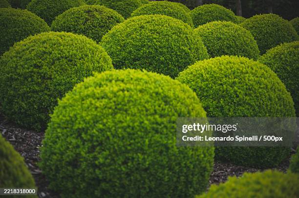 close-up of fresh green plants in park - buxus stockfoto's en -beelden