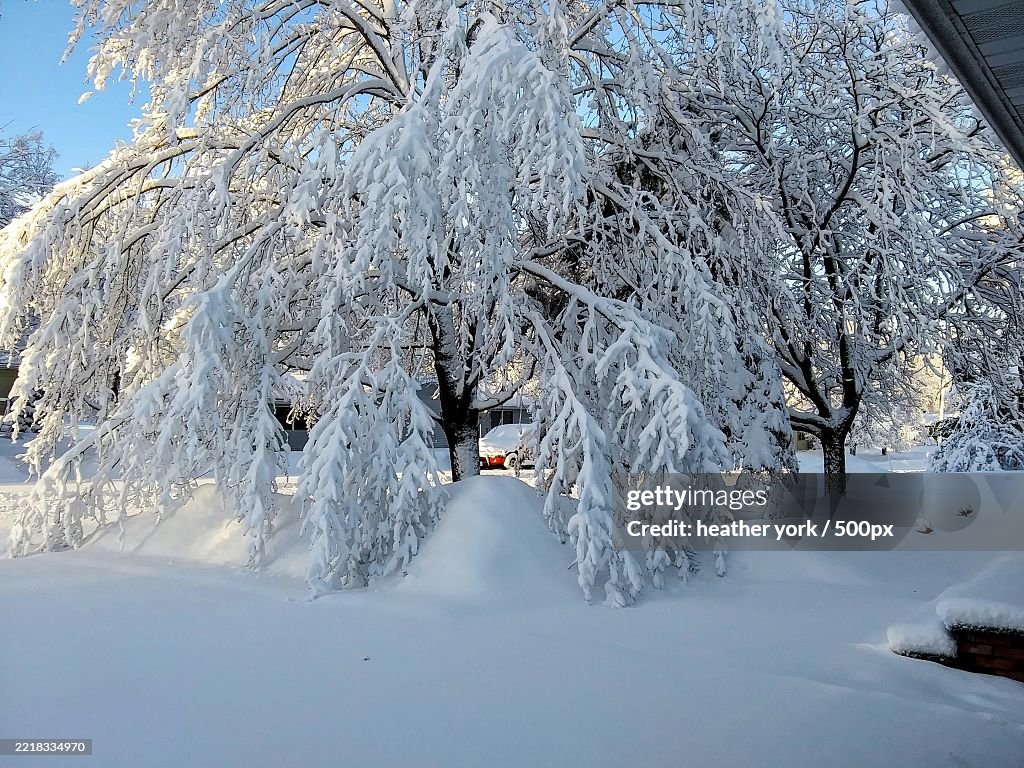 Trees on snow covered landscape,United States,USA