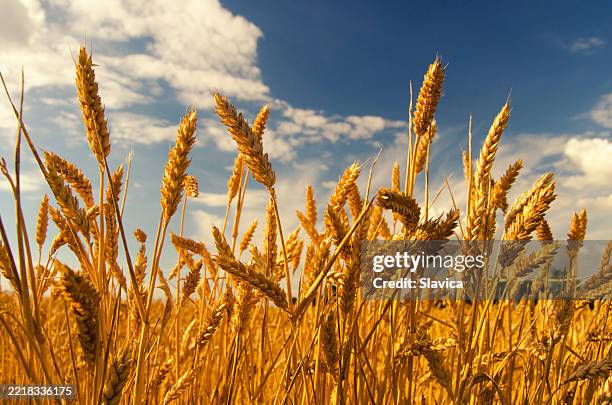 campo de trigo antes de la cosecha - trigo fotografías e imágenes de stock