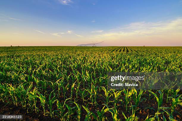 agricultural irrigation system watering corn field - maize crop stock pictures, royalty-free photos & images