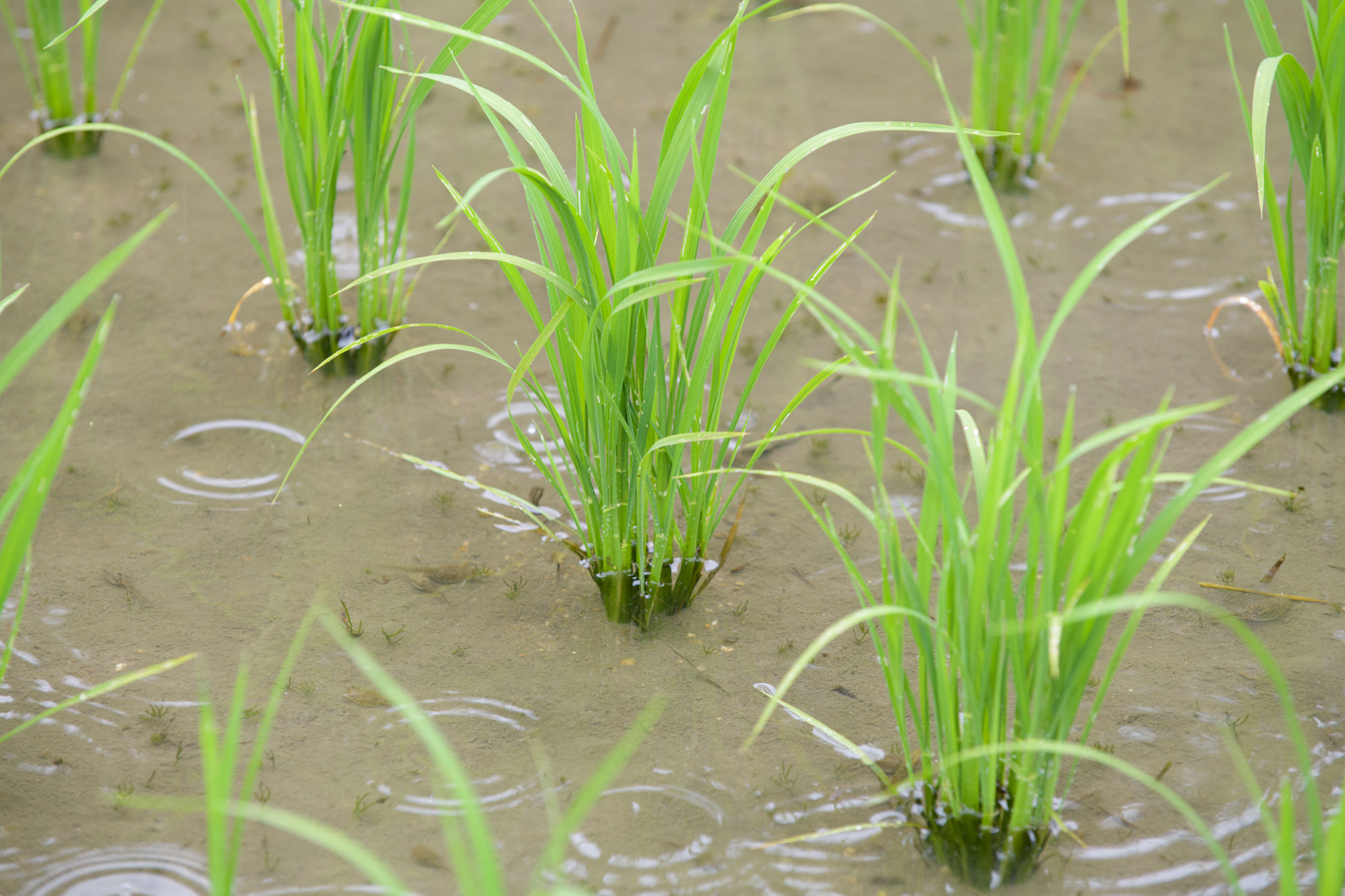 rain preparation