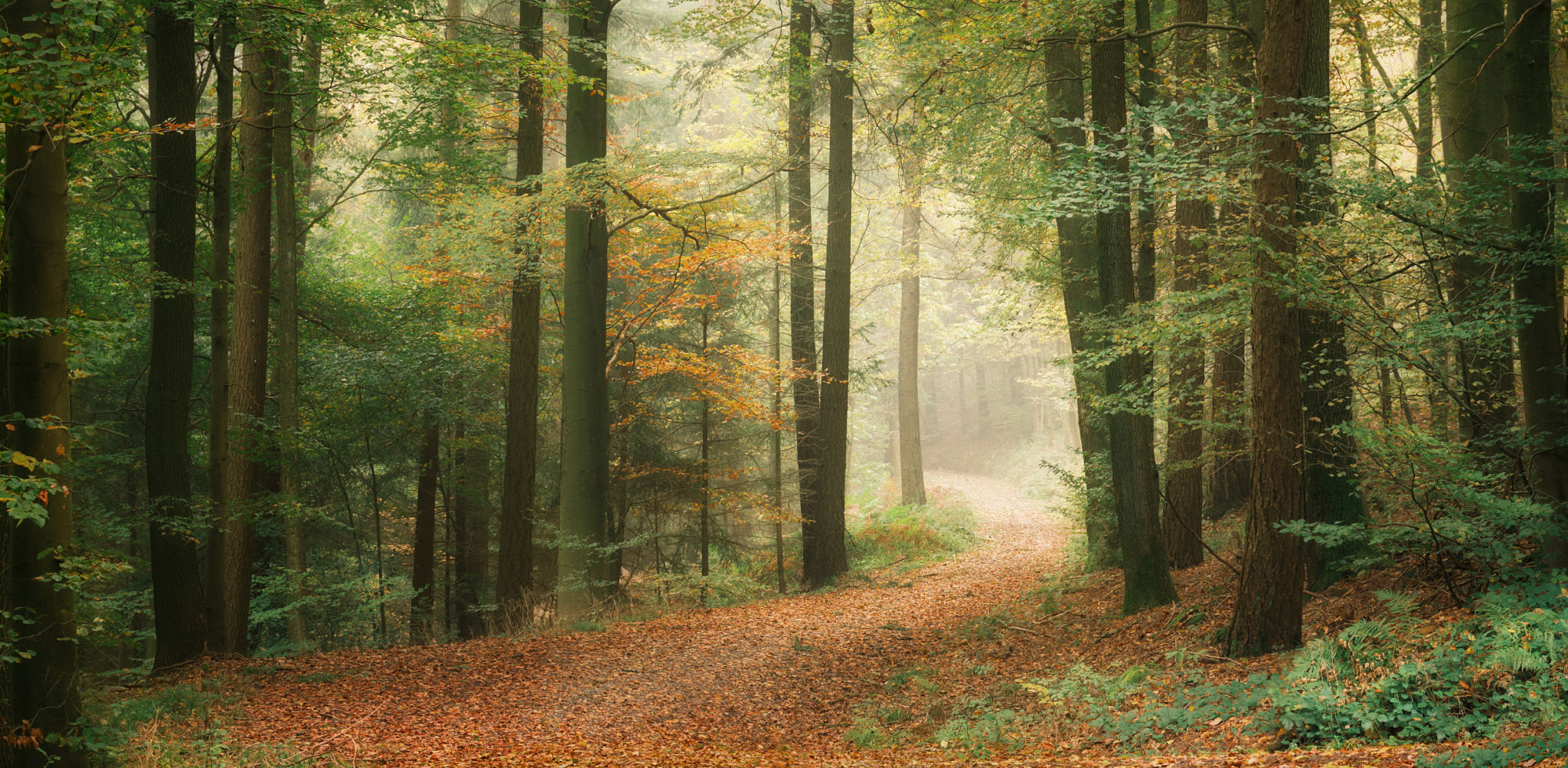 Tranquil autumn scenery in a scenic forest Tranquil autumn scenery in a scenic forest