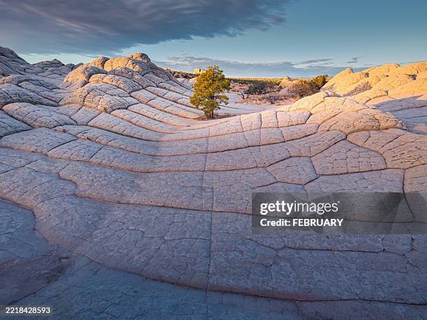 landscape of a small tree and texture of white pocket, vermilion cliffs national monument, arizona 1 - bodenmarkierung stock-fotos und bilder