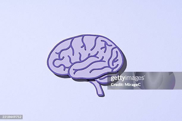 purple human brain, paper craft - lateral-view-of-brain stock pictures, royalty-free photos & images