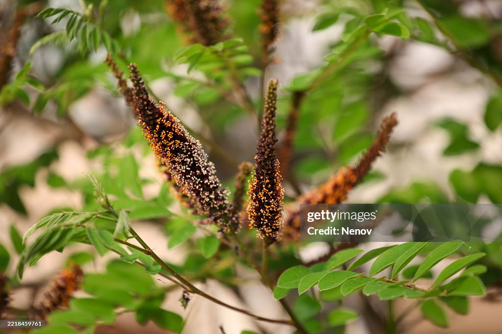 False indigo bush (Amorpha fruticosa)