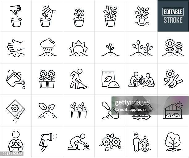 pflanz- und wachstumsstadien dünne liniensymbole - bearbeitbarer strich - zu den symbolen gehören pflanzenwachstumsstadien, pflanzen, bäume, wachstum, wachstum, gartenarbeit, sprossen, knospe, blumen, baumpfleger, gärtner, anbau, bewässerung, sonnenli - pflanzliches entwicklungsstadium stock-grafiken, -clipart, -cartoons und -symbole