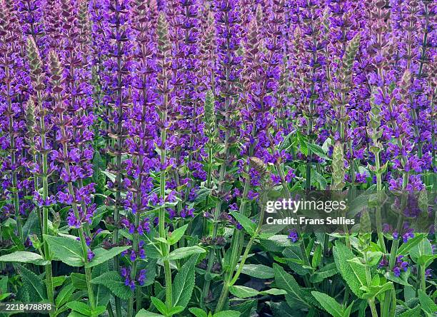 salvia nemorosa - sage stock pictures, royalty-free photos & images