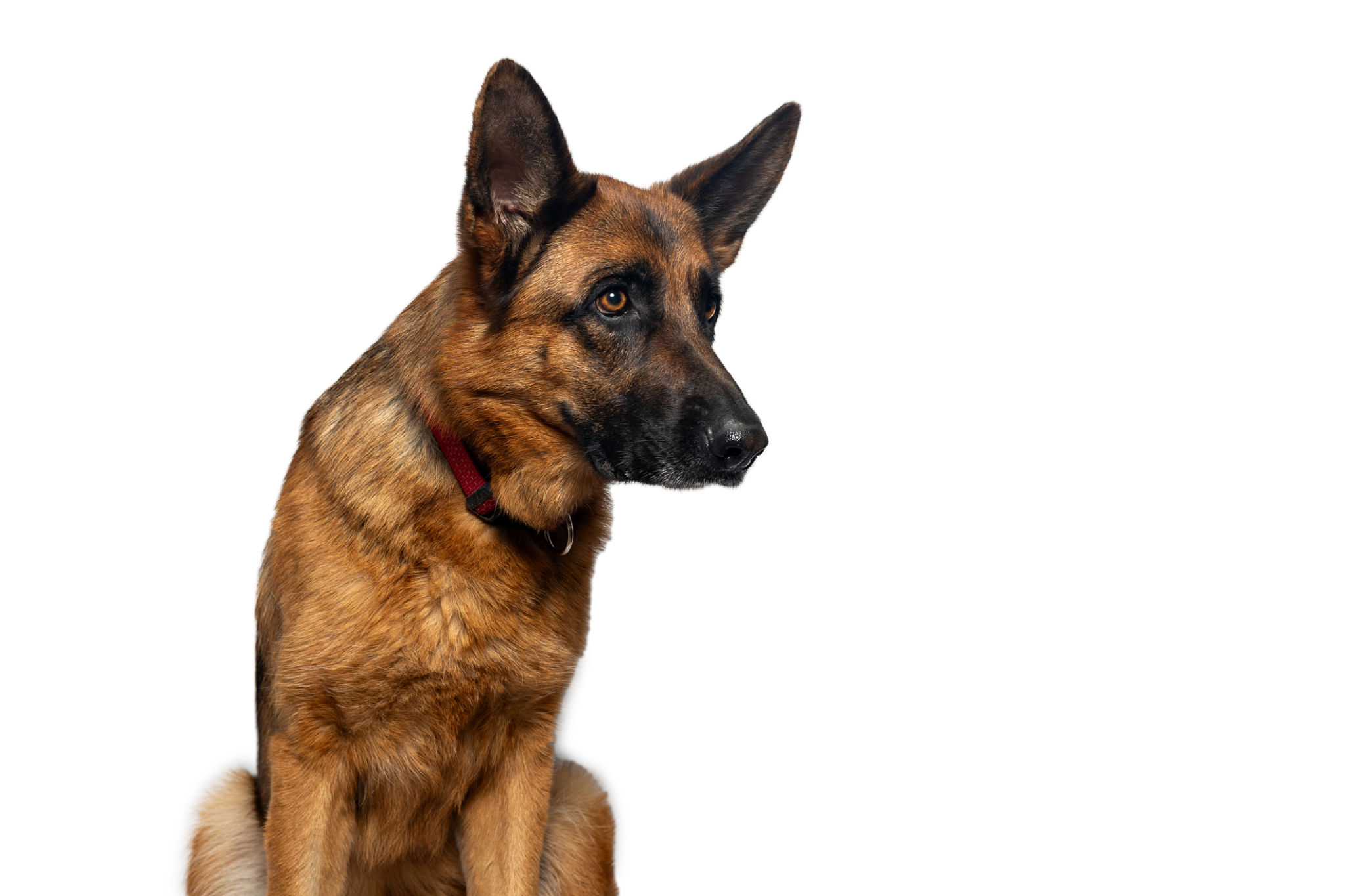 professional service dog