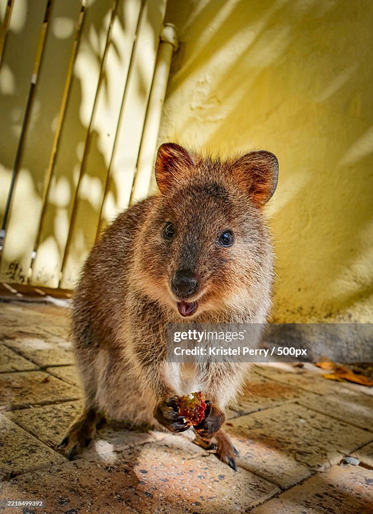 Quokka eating fruit on a sunny day