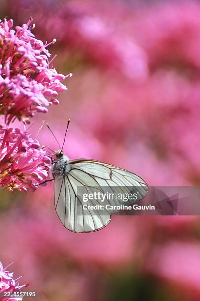 black-veined white butterfly - groot geaderd witje stockfoto's en -beelden