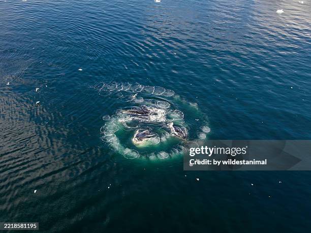 aerial view of humpback whales bubblenet feeding in neko harbour area, antarctica. - aquatic mammal stock pictures, royalty-free photos & images