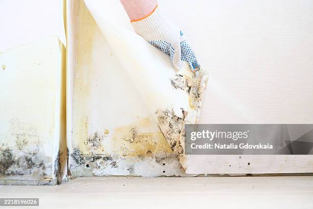 mold under wallpaper - aspergillus stockfoto's en -beelden