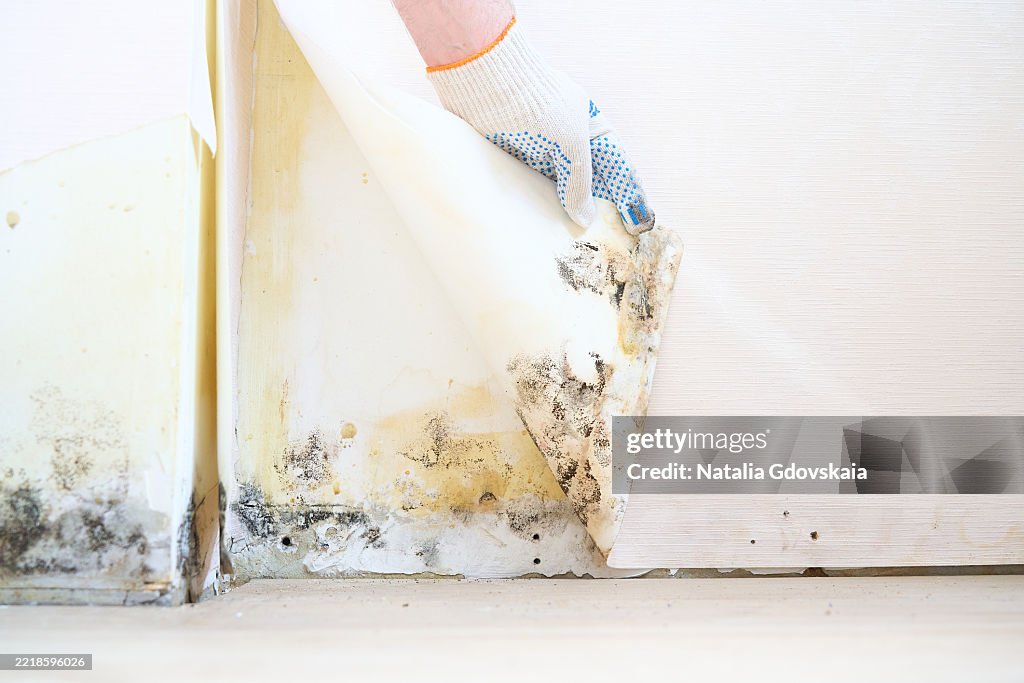 Mold Under Wallpaper