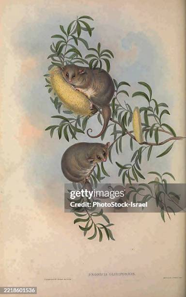 eastern pygmy possum (cercartetus nanus) - pygmy possum stock pictures, royalty-free photos & images