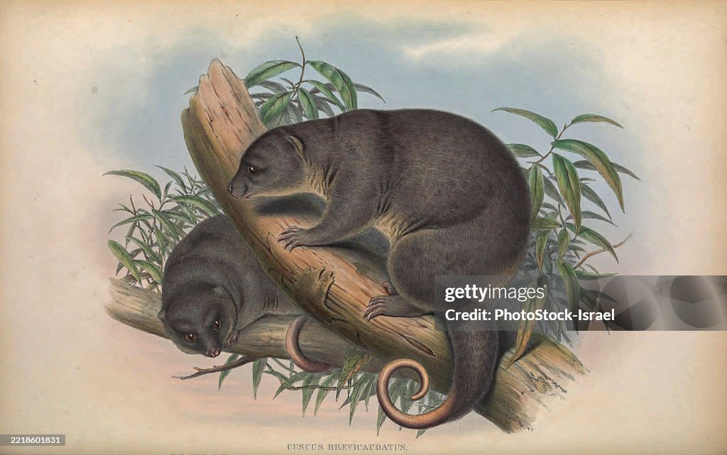 The common spotted cuscus (