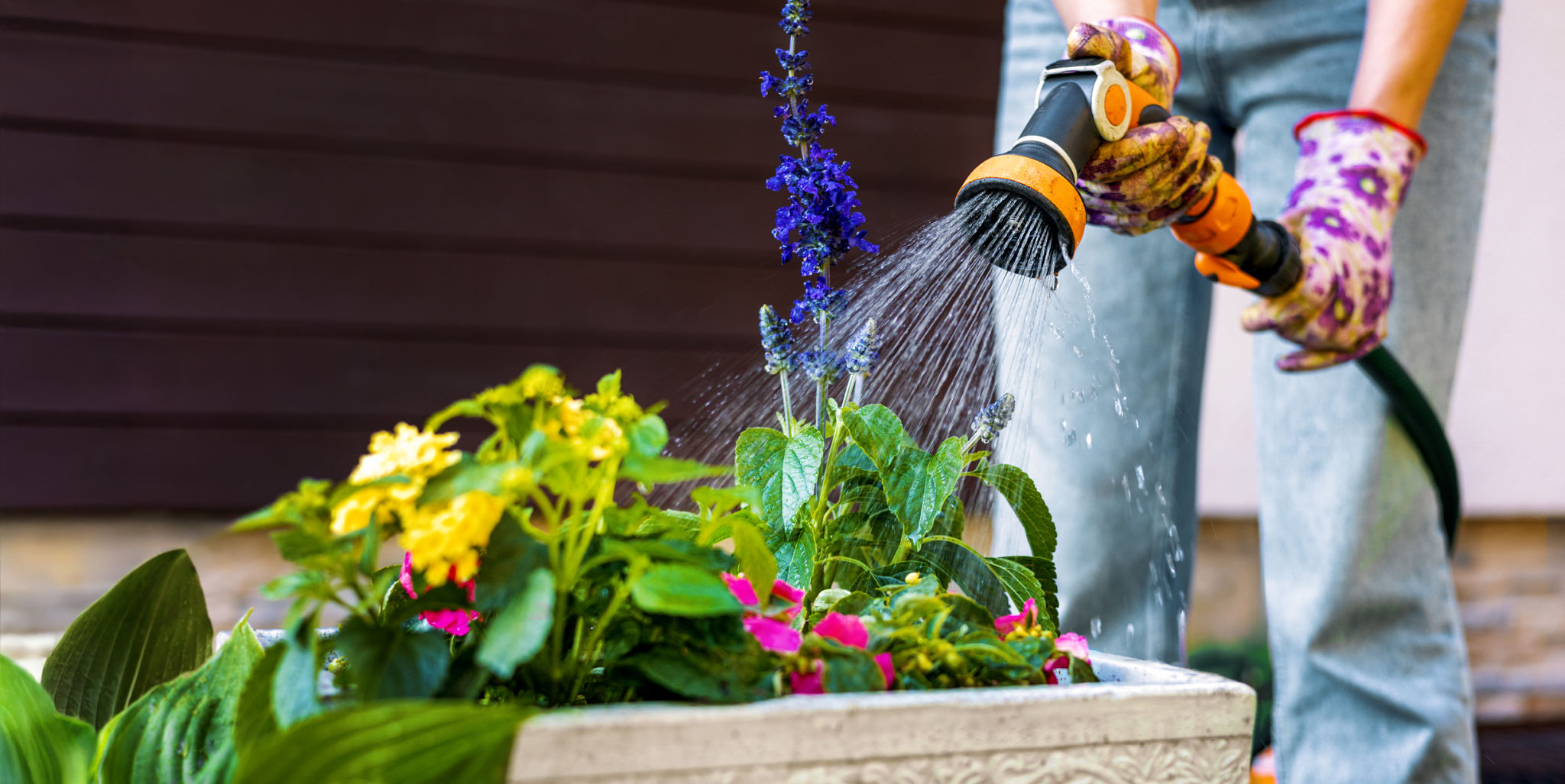 watering garden