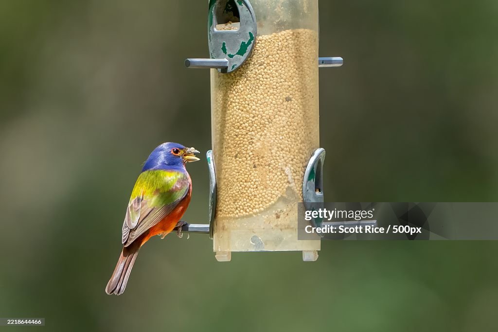 Close-up of songbluetit perching on feeder,Surfside Beach,South Carolina,United States,USA
