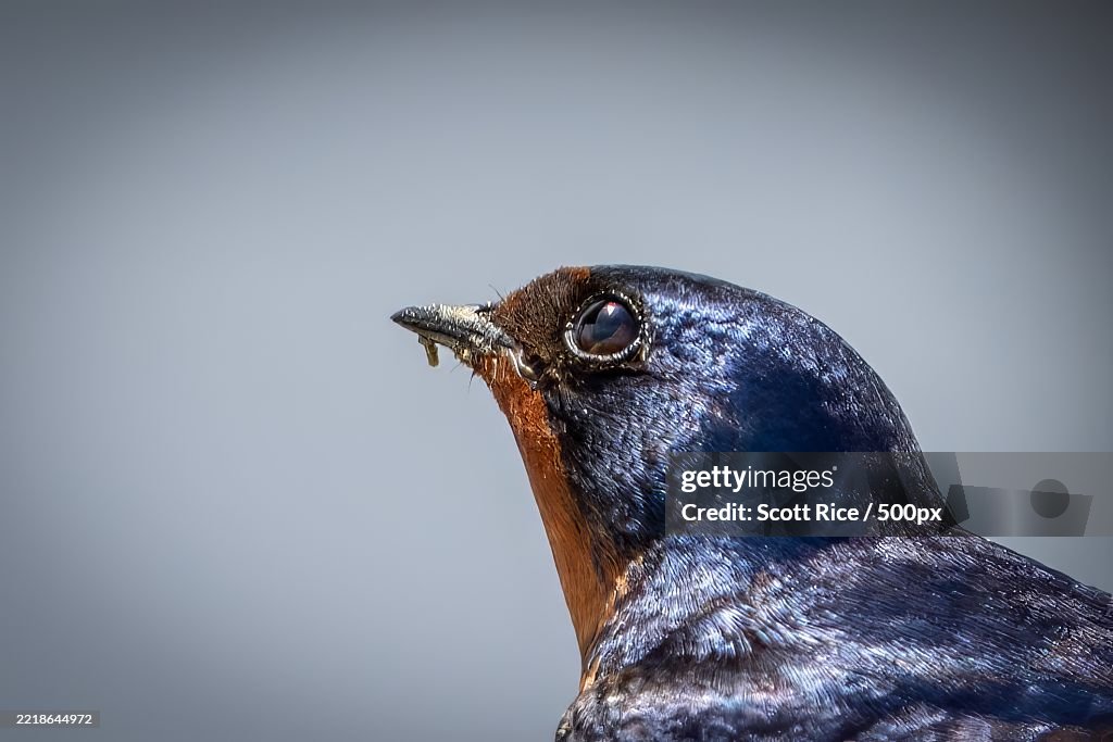 Close-up of songbird,Surfside Beach,South Carolina,United States,USA