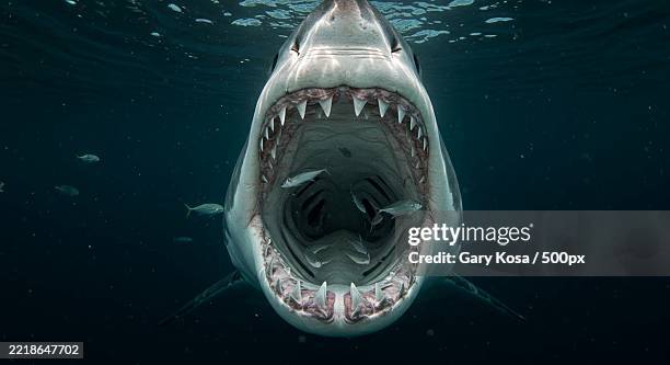 great white shark with open jaws underwater - shark jaw stock pictures, royalty-free photos & images