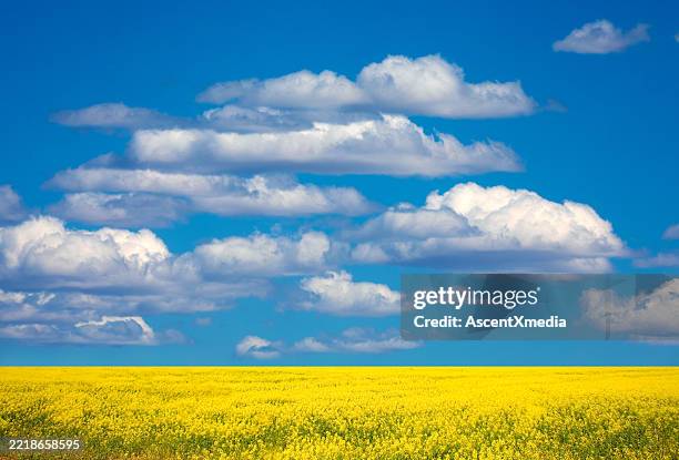 canola field y cielo - canola fotografías e imágenes de stock