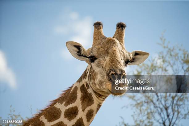 verticale de girafe - girafe photos et images de collection
