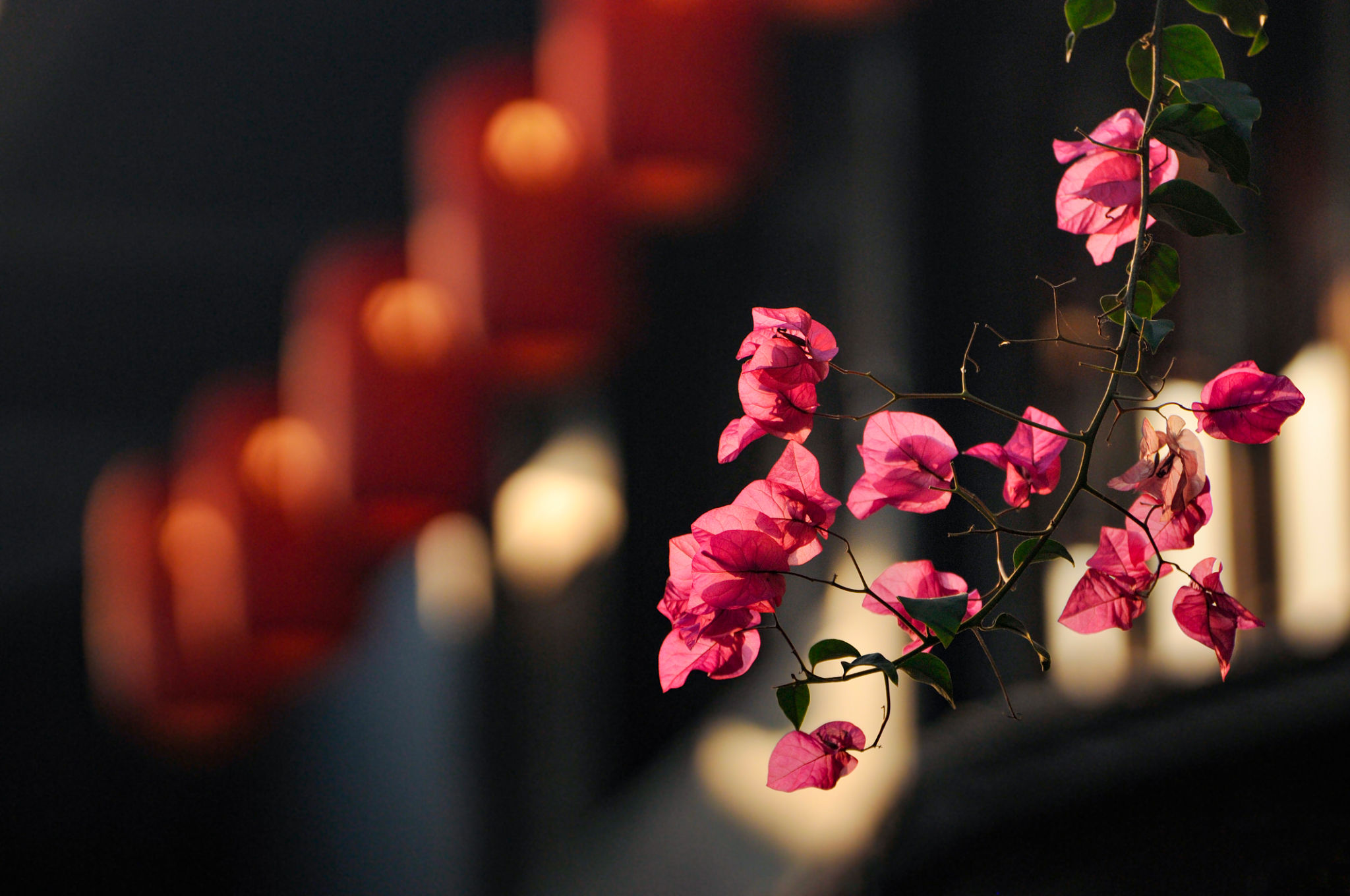 flower festival