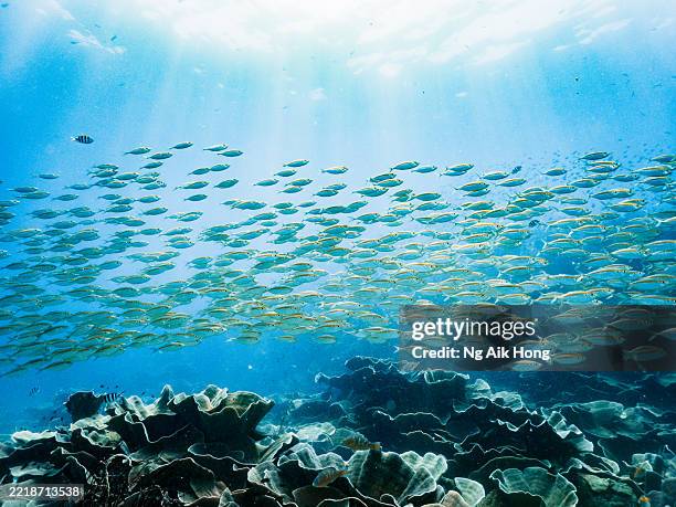 großer fischschwarm in den gewässern von koh chang - tropischer fisch stock-fotos und bilder