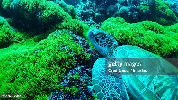 Drippy Turtle 110 Dripping Turtle Stock Photos, High-Res Pictures, and Images - Getty ...