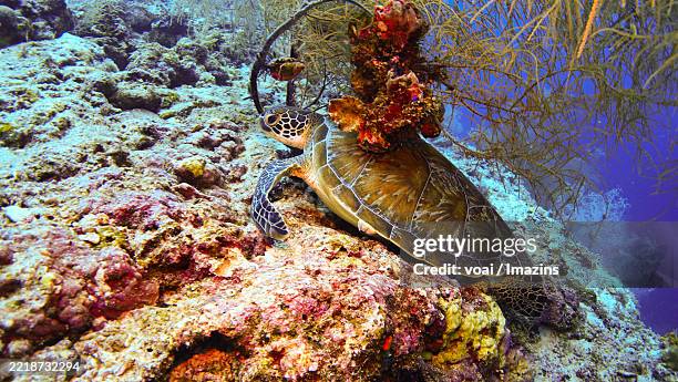 Drippy Turtle 110 Dripping Turtle Stock Photos, High-Res Pictures, and Images - Getty ...