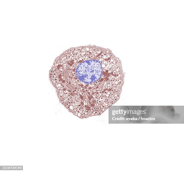 Insulin Granule High-Res Stock Photo