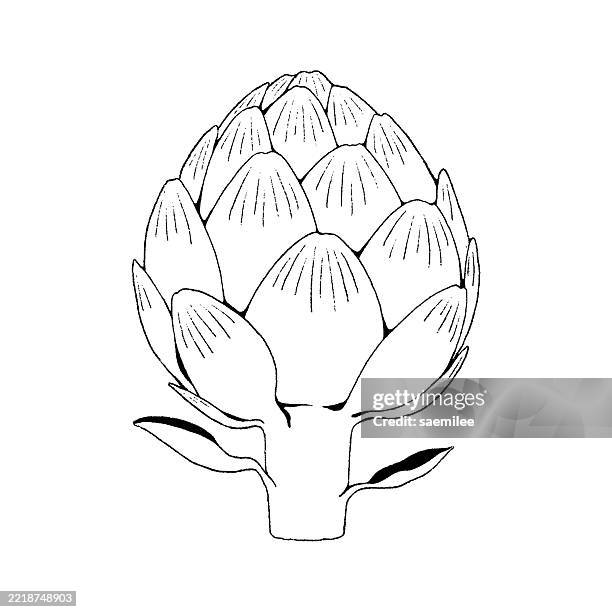 line drawing of an artichoke - artichoke simple stock illustrations
