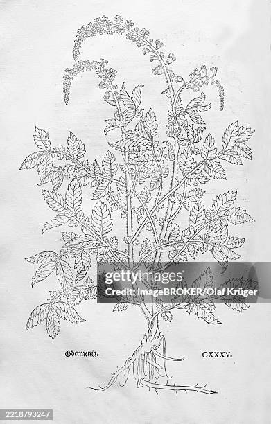 stockillustraties, clipart, cartoons en iconen met small tortoiseshell (agrimonia eupatoria), woodcut by leonhart fuchs, from new kreüterbuch, neues kräuterbuch, michael isingrin, basel, switzerland, 1543, europe - agrimonia-eupatoria