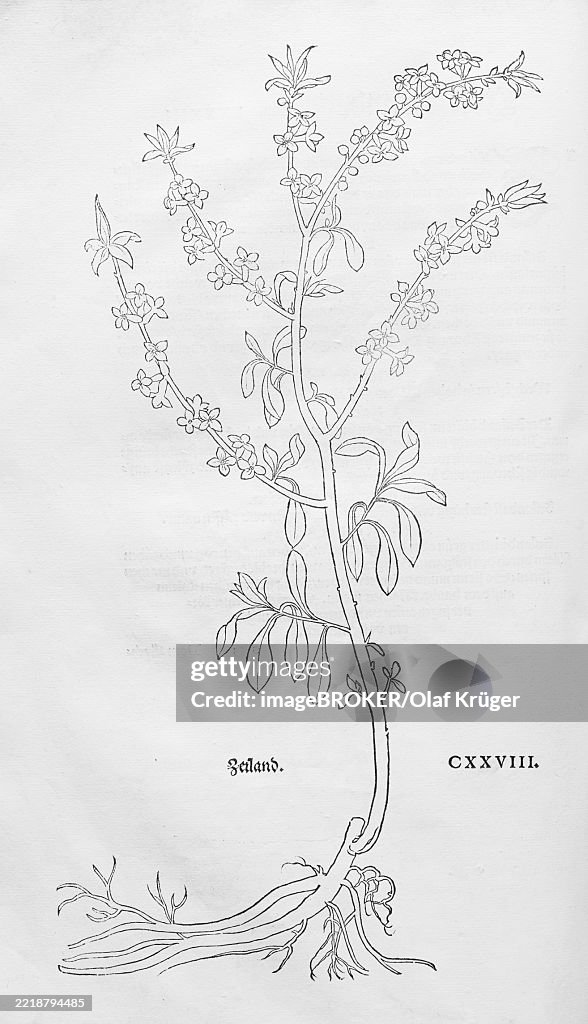 Common daphne, Kellerhals (Daphne mezereum), woodcut by Leonhart Fuchs, from New Kreüterbuch, neues Kräuterbuch, Michael Isingrin, Basel, Switzerland, 1543, Europe